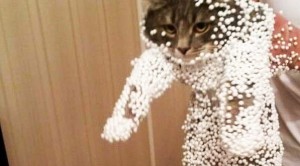 pb9xe-cats-covered-in-styrofoam